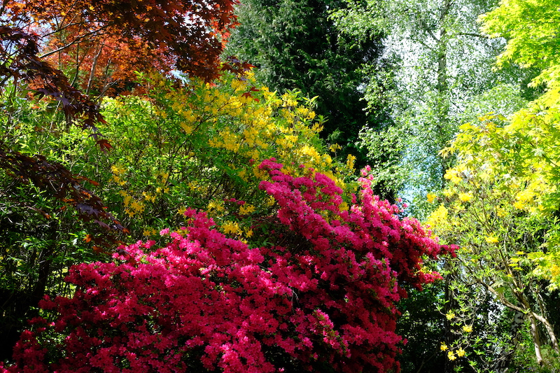 Spring Azaleas